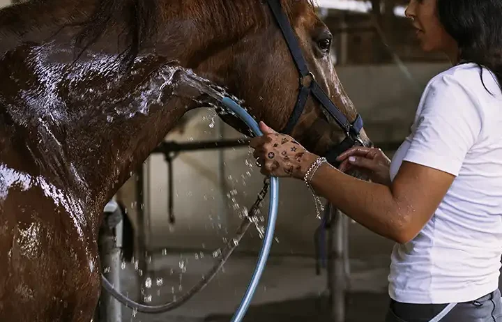 Animal Care